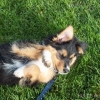 2012_welpen_DSCF8028