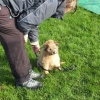 2012_welpen_DSCF8029
