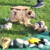 2012_welpen_DSCF8039