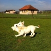 2012_welpen_IMG_0666