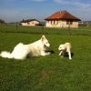 2012_welpen_IMG_0669