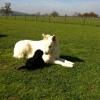 2012_welpen_IMG_0673