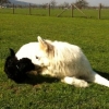2012_welpen_IMG_0678