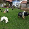 2012_welpen_IMG_0726