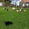 2012_welpen_IMG_0727