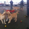 2012_welpen_IMG_1771