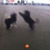 2012_welpen_IMG_1802