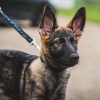 2018_hundeplus_welpen_DSC01841