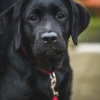 2018_hundeplus_welpen_DSC01858