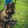 2018_hundeplus_welpen_DSC01902