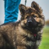 2018_hundeplus_welpen_DSC01908