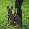 2018_hundeplus_welpen_DSC01909