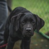 2018_hundeplus_welpen_DSC02022