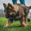 2018_hundeplus_welpen_DSC02033
