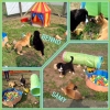 2018_hundeplus_welpen_IMG_4285