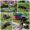 2018_welpen-juhu_IMG_3474