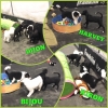 2018_welpen_IMG_3320