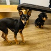 1_2021_hundeplus_welpen_IMG_7070