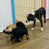 1_2021_hundeplus_welpen_IMG_7072