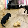 1_2021_hundeplus_welpen_IMG_7076