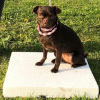 2021_hundeplus_welpen_03a956f2-aad0-4ae4-ad72-2bfba69b7aaa