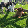 2021_hundeplus_welpen_2927a16f-8fbe-44f4-b42e-93c9a7836381