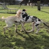 2021_hundeplus_welpen_3be1946e-a717-4627-b22d-30f60d6bb047