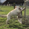 2021_hundeplus_welpen_5afc9c8f-8e2f-447b-8418-c1e8f8923587