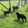 2021_hundeplus_welpen_9bef9b13-dfb4-4b71-8ffe-d09c978c46ec