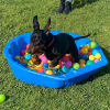 2021_hundeplus_welpen_IMG_0691