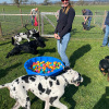 2021_hundeplus_welpen_IMG_0693