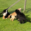 2021_hundeplus_welpen_IMG_3661