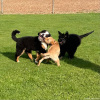 2021_hundeplus_welpen_IMG_3666