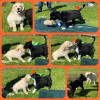 2021_hundeplus_welpen_IMG_4010