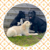 2021_hundeplus_welpen_IMG_5201