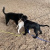 2021_hundeplus_welpen_IMG_5661