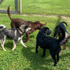 2021_hundeplus_welpen_IMG_6463