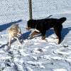 2021_hundeplus_welpen_IMG_8023