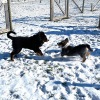 2021_hundeplus_welpen_IMG_8030
