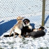 2021_hundeplus_welpen_IMG_8052