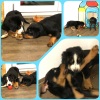2021_hundeplus_welpen_IMG_8117