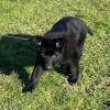 2021_hundeplus_welpen_IMG_8444