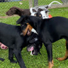 2021_hundeplus_welpen_IMG_9939