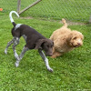 2021_hundeplus_welpen_IMG_9948