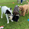 2021_hundeplus_welpen_IMG_9969