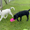 2021_hundeplus_welpen_IMG_9997