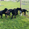 2021_hundeplus_welpen_abdfbf9b-5d7e-4703-9cab-115816884a23