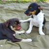 2021_hundeplus_welpen_ac9e2e74-4277-4474-b8d4-adaf6c1f15ab