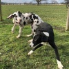 2021_hundeplus_welpen_b69c2d9d-5c16-4bc0-a9ef-b708258bdbfb