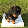 2021_hundeplus_welpen_c47befef-ed8b-488c-b0fb-0234f13c81ab